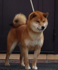 picture of dog