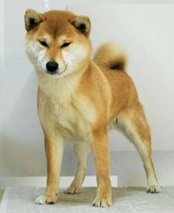 picture of dog