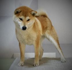 picture of dog