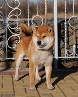 picture of dog