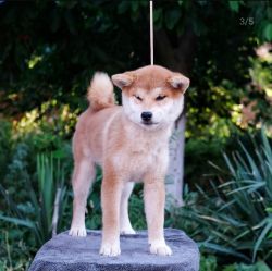 picture of dog