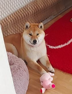 picture of dog