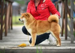 picture of dog