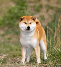 picture of dog