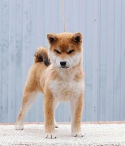 picture of dog
