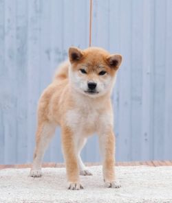 picture of dog