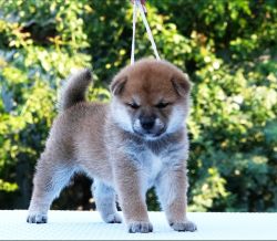 picture of dog