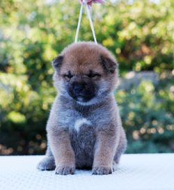 picture of dog