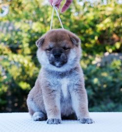 picture of dog