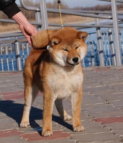 picture of dog