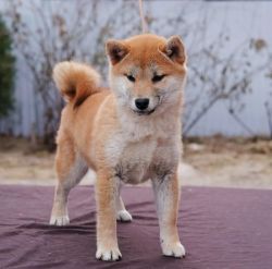 picture of dog