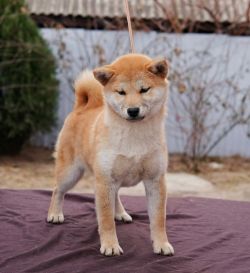 picture of dog