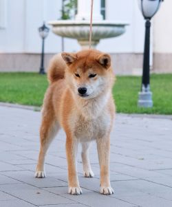 picture of dog