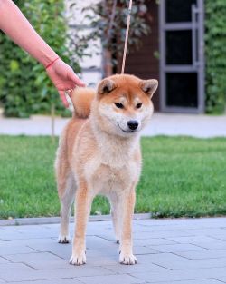 picture of dog
