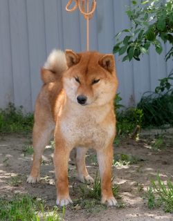 picture of dog
