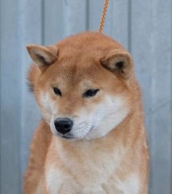 picture of dog