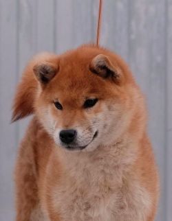 picture of dog