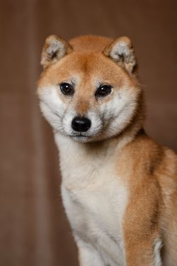 picture of dog
