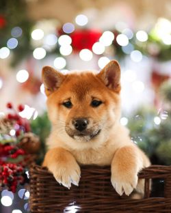 picture of dog