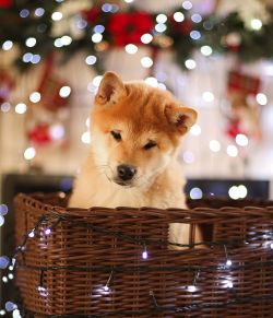 picture of dog