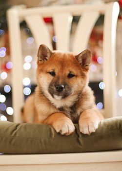 picture of dog