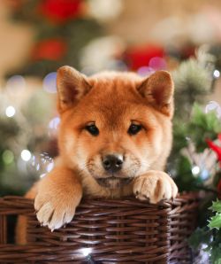 picture of dog