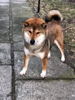 picture of dog