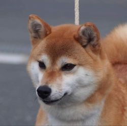 picture of dog