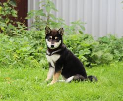 picture of dog