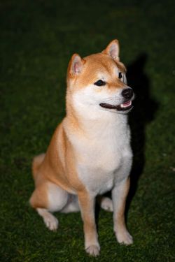 picture of dog