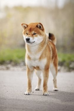 picture of dog