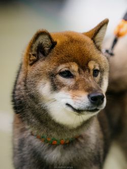 picture of dog