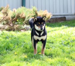 picture of dog