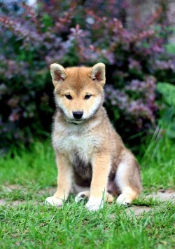 picture of dog