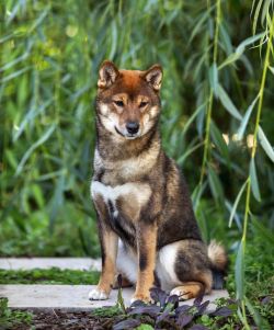 picture of dog