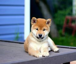 picture of dog
