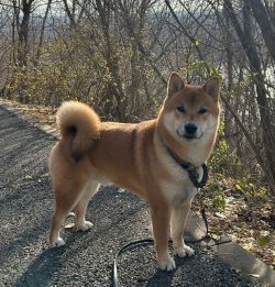 picture of dog