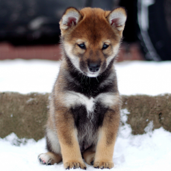 picture of dog