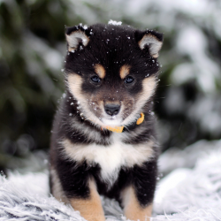 picture of dog