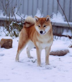 picture of dog