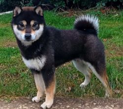 picture of dog