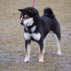 picture of dog
