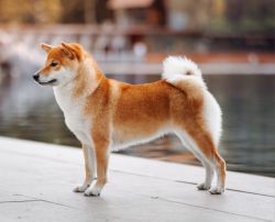 picture of dog