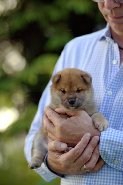 picture of dog