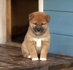 picture of dog