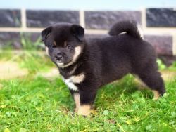 picture of dog