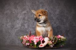 picture of dog