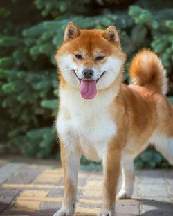 picture of dog