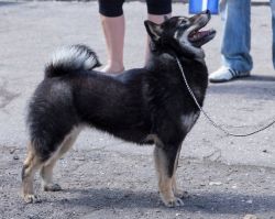 picture of dog