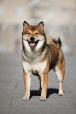 picture of dog